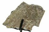Fossil Sauropod Spinous Process Section with Metal Stand - Colorado #350613-1